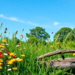 Here’s what happened when we stopped mowing the lawn for 2 months