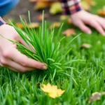 Growing New Grass for Your Lawn in Fall Tips