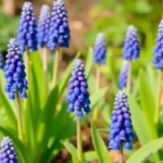 Grape hyacinths care tips and benefits for your garden