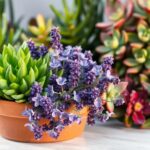 Plant pairings that always work together beautifully