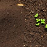 Should I mix the compost with soil or leave on top