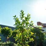 What is the best tool to trim small shrubs