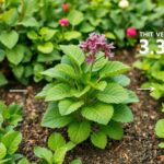What vegetable takes 3 years to grow