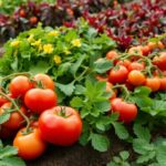What veggies to plant next to each other