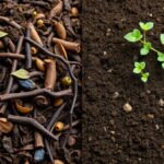 What's better compost or topsoil